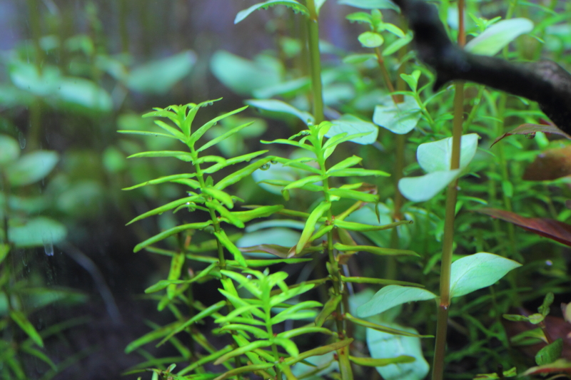 植栽から6日目　ディディプリス